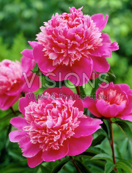 Paeonia Mme Emile Debatene Paeonia Mme Emile Debatene
