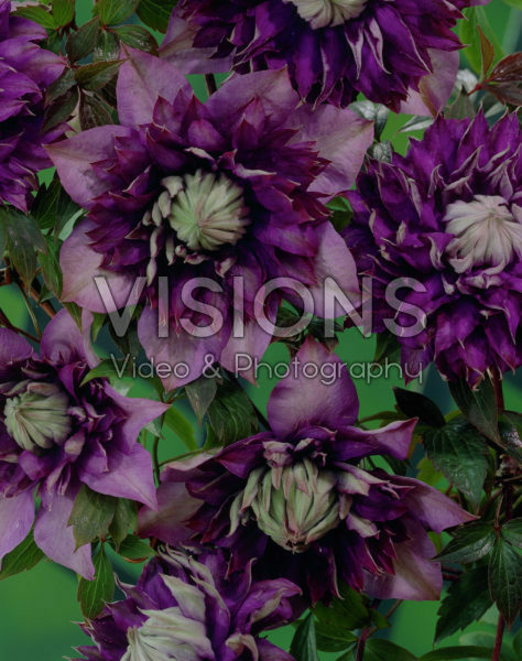 Clematis Royalty Clematis Royalty