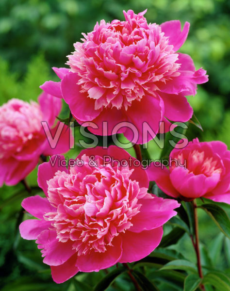 Paeonia Mme Emile Debatene Paeonia Mme Emile Debatene