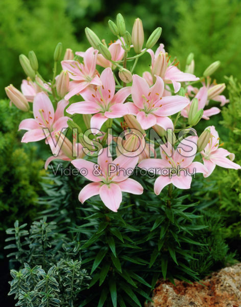 Lilium Chianti Lilium Chianti