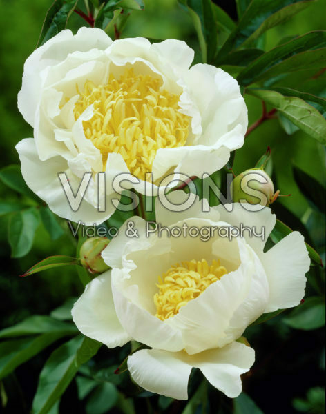 Paeonia Cheddar Royal Paeonia Cheddar Royal