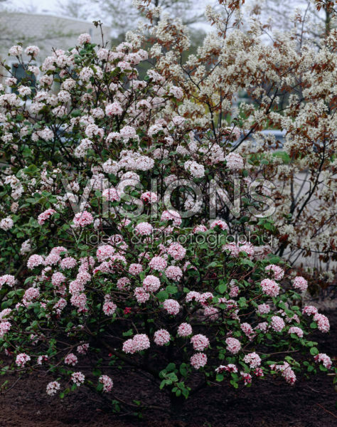 Viburnum carlesii Viburnum carlesii