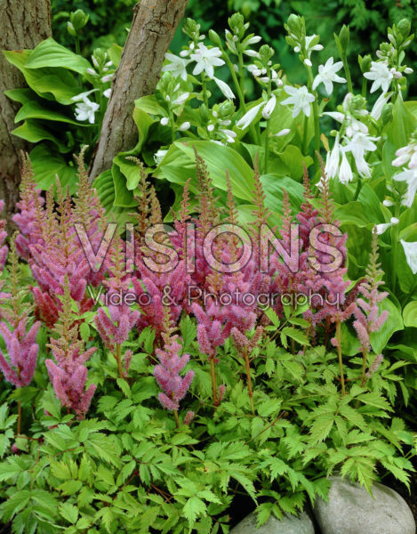 Astilbe chinensis Pumila, Hosta Royal Standard Astilbe chinensis Pumila, Hosta Royal Standard