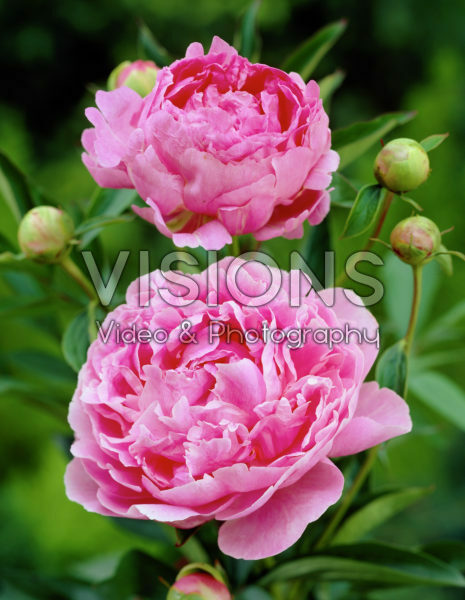 Paeonia Gayborder June