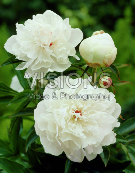 Paeonia Madame Calot Paeonia Madame Calot