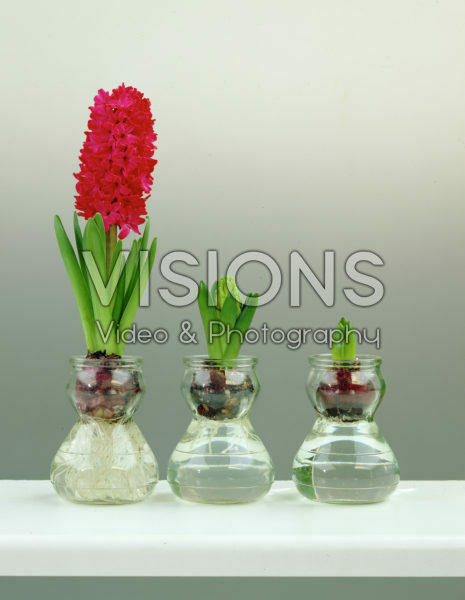 Hyacinthus Jan Bos Hyacinthus Jan Bos