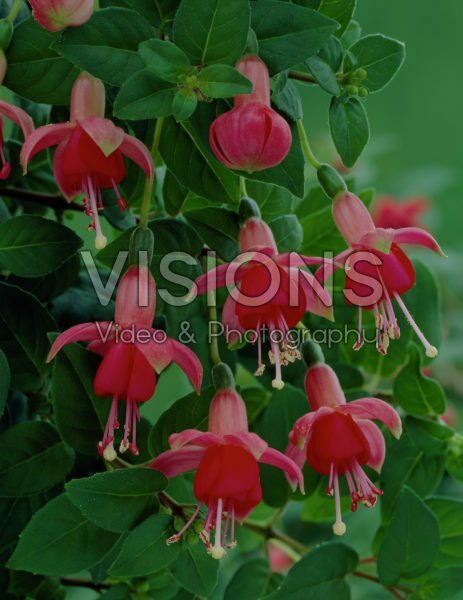 Fuchsia Phyllis