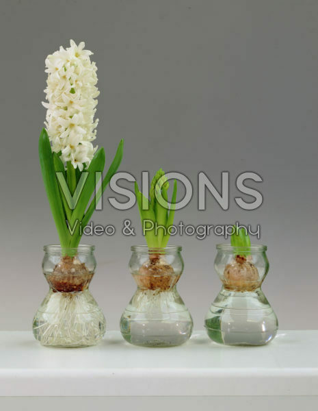 Hyacinthus Carnegie Hyacinthus Carnegie