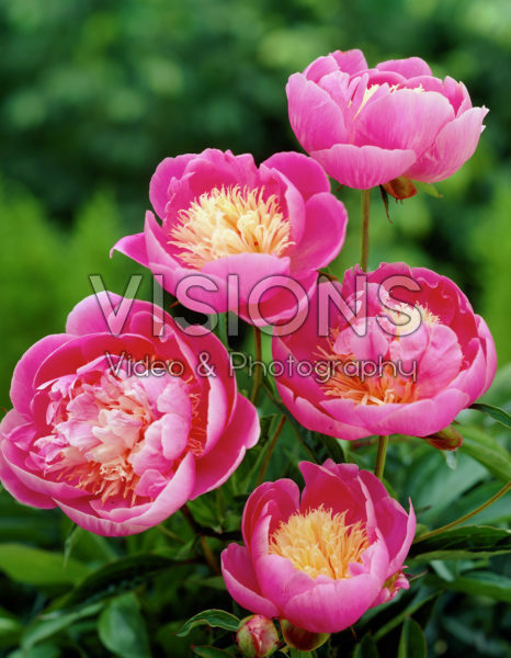 Paeonia Bowl of Beauty Paeonia Bowl of Beauty