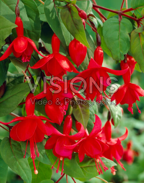 Fuchsia Marinka Fuchsia Marinka