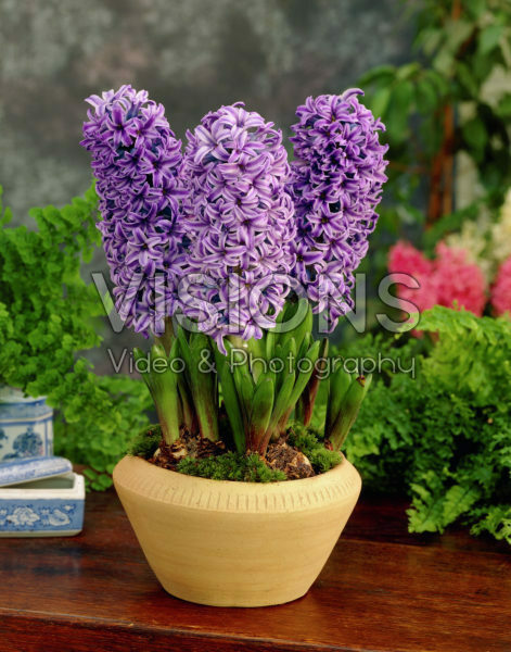 Hyacinthus Blue Jacket Hyacinthus Blue Jacket