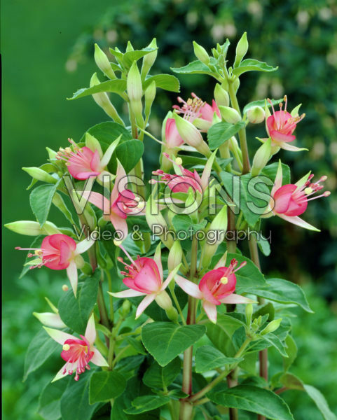 Fuchsia Jubilee Fuchsia Jubilee