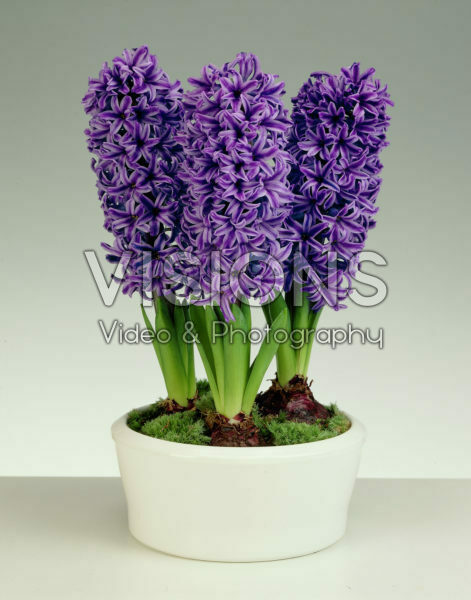Hyacinthus Blue Jacket Hyacinthus Blue Jacket