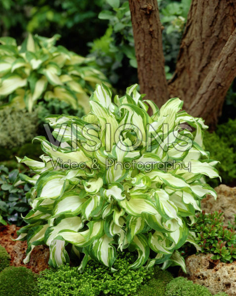 Hosta Undulata Undulata Hosta Undulata Undulata