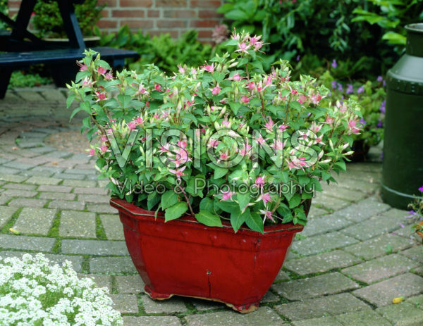 Fuchsia Walz Jubelteen Fuchsia Walz Jubelteen