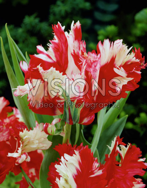 Tulipa Estella Rijnveld Tulipa Estella Rijnveld