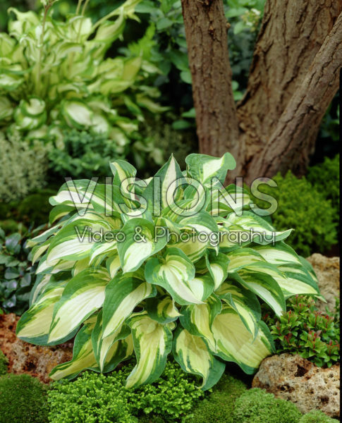 Hosta Reversed Hosta Reversed