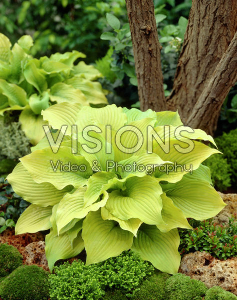 Hosta Piedmont Gold Hosta Piedmont Gold