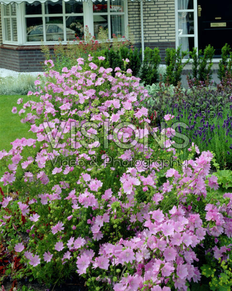 Malva moschata Malva moschata