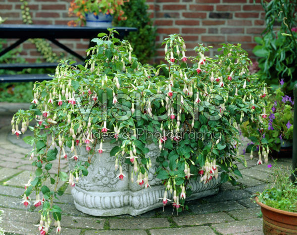 Fuchsia Wassernymph Fuchsia Wassernymph