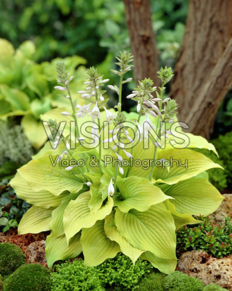 Hosta Piedmont Gold Hosta Piedmont Gold