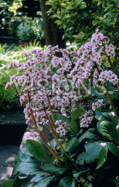 Bergenia Sliberlicht Bergenia Sliberlicht