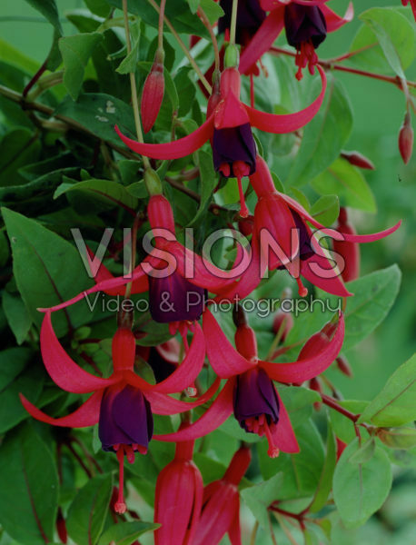 Fuchsia Charming