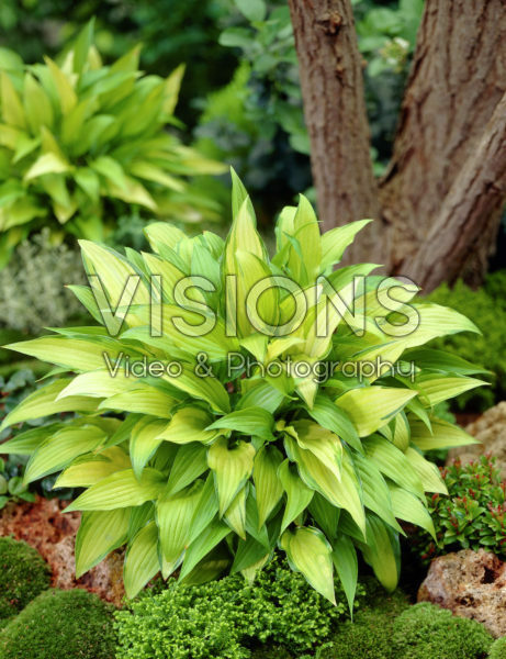 Hosta Chinese Sunrise