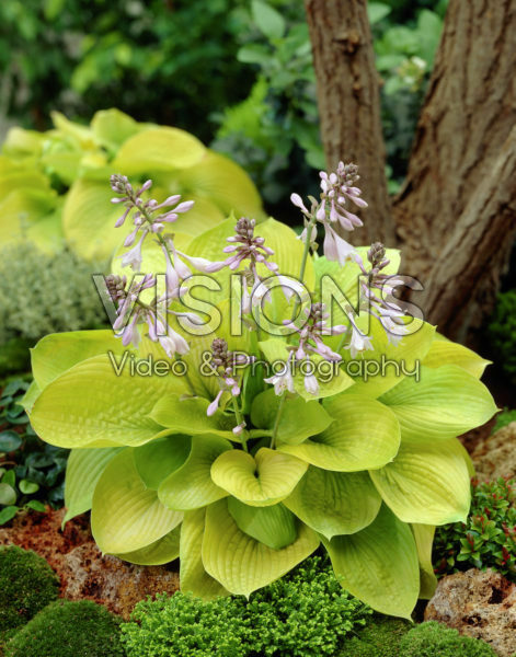 Hosta Zounds Hosta Zounds