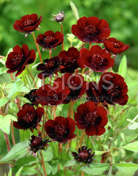 Cosmos atrosanguineus