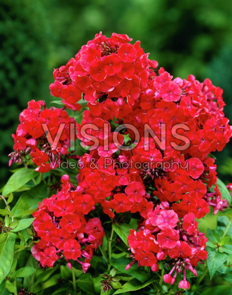 Phlox Orange Perfection
