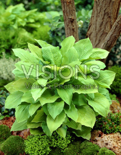 Hosta Blaugold Hosta Blaugold