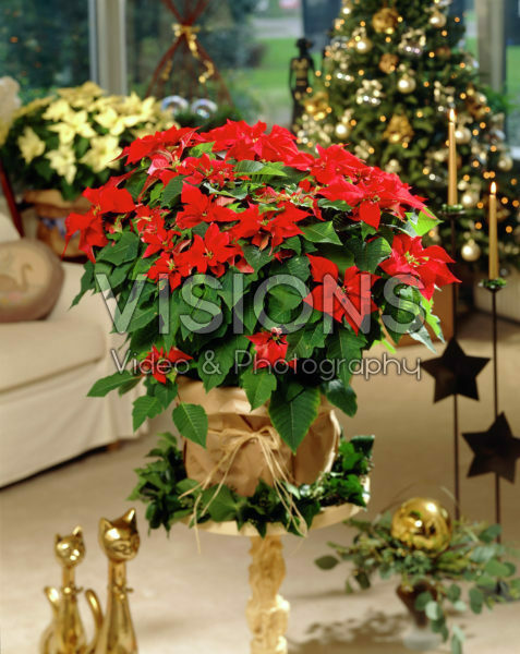Euphorbia pulcherrima red