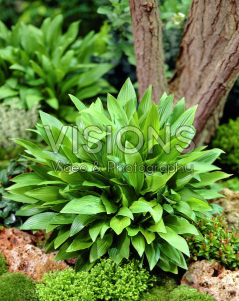 Hosta clausa var. normalis