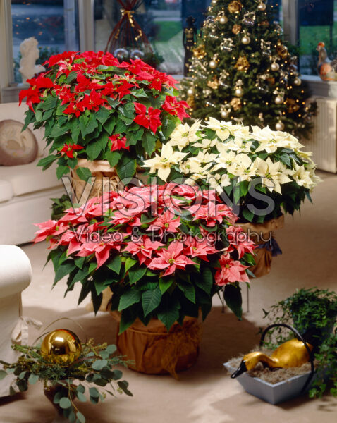 Euphorbia pulcherrima mixed Euphorbia pulcherrima mixed