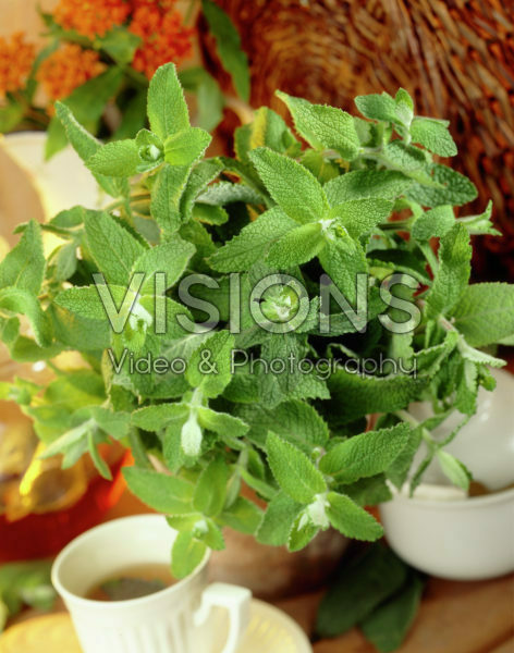 Mentha Mentha