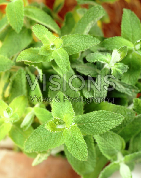 Mentha Mentha