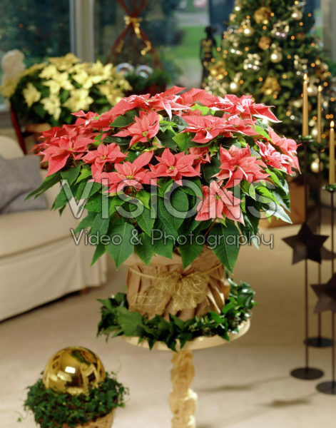 Euphorbia pulcherrima pink Euphorbia pulcherrima pink