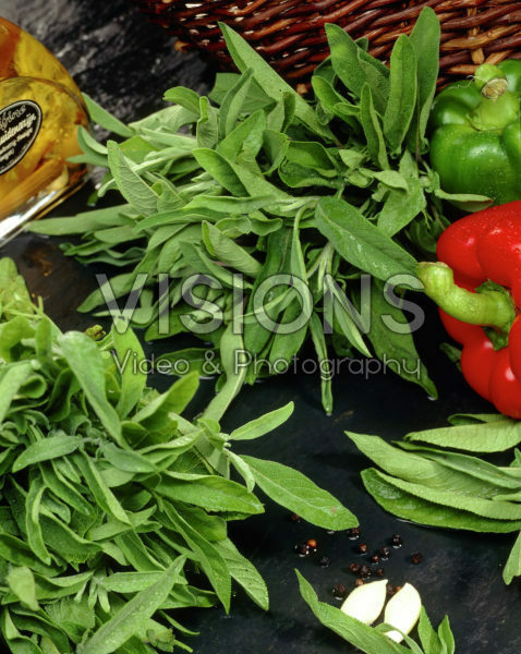 Salvia officinalis Salvia officinalis