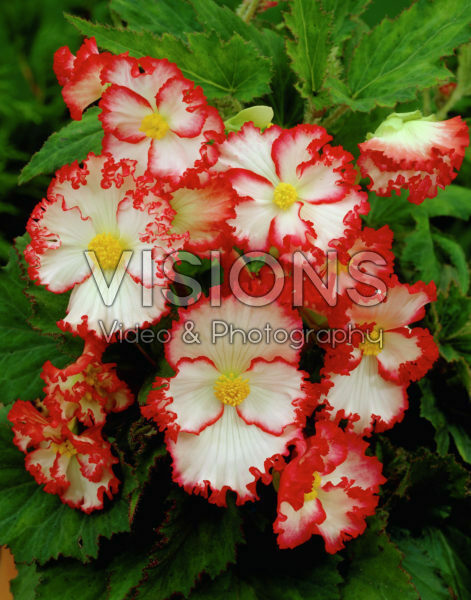 Begonia Marginata Begonia Marginata