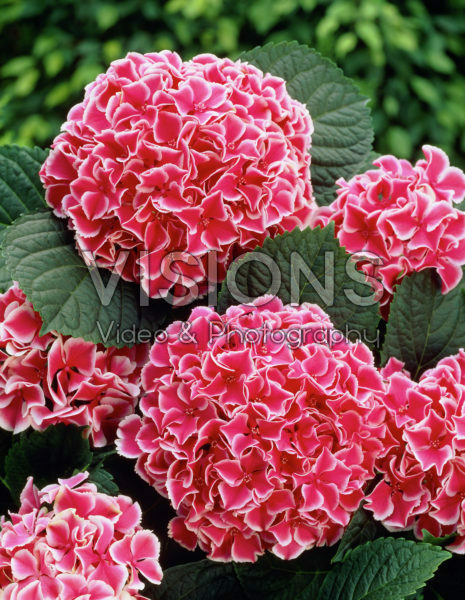 Hydrangea macrophylla Lady Katsuko Hydrangea macrophylla Lady Katsuko