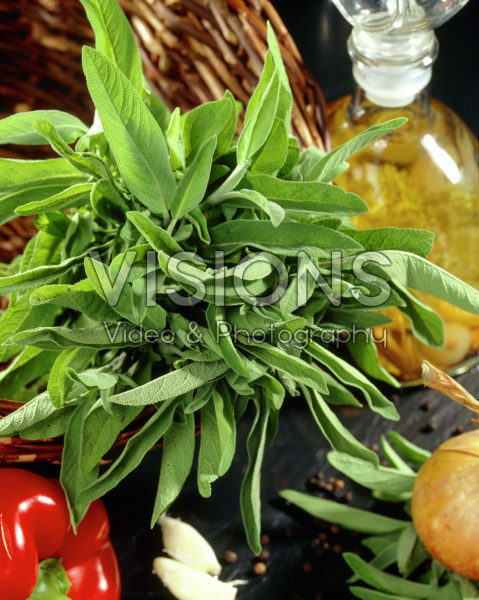 Salvia officinalis Salvia officinalis