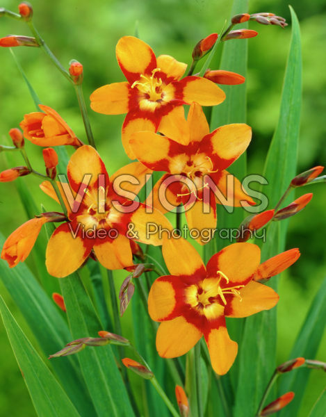 Crocosmia Emily McKenzie Crocosmia Emily McKenzie