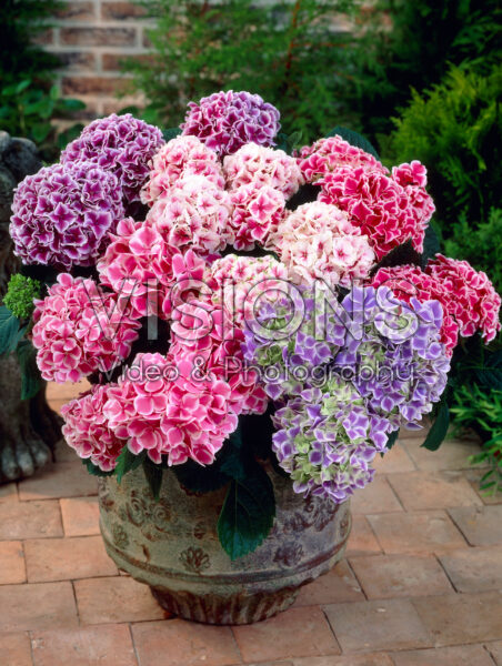 Hydrangea macrophylla mixed