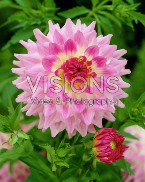 Dahlia roze Dahlia roze