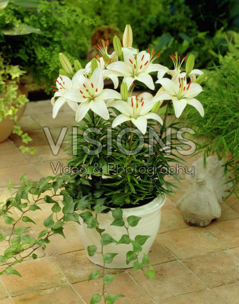 Lilium Snow Pixie Lilium Snow Pixie