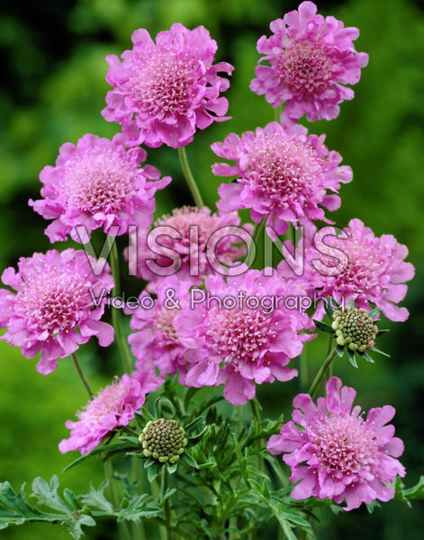 Scabiosa columbaria Pink Mist Scabiosa columbaria Pink Mist