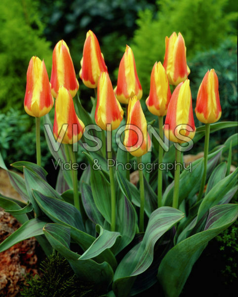 Tulipa Corona Tulipa Corona