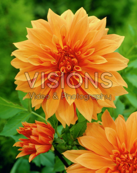 Dahlia Babylon Brons Dahlia Babylon Brons