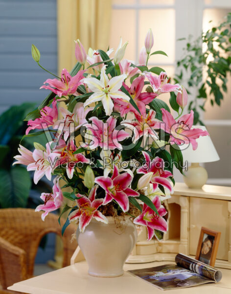 Lilium oriental mixed Lilium oriental mixed